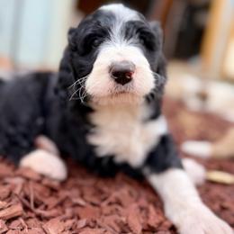 Winston - Black Tri - Tri-color male Bernedoodle puppy in Lookout, California from Remington Kennels, LLC