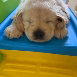 Riley - Golden male Golden Retriever puppy in Pittsgrove, New Jersey from Journeyman Goldens