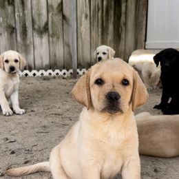 Girl 1 - Yellow Labrador Retriever puppy in The Hammocks, Florida from Chambray Labradors