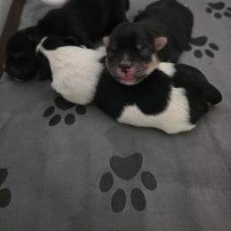 Morkie Puppies from Morkie Puppies of NH