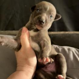 Neutron - Blue brindle male Greyhound puppy in Florida from Running to Stand Still (RTSS)