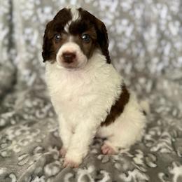 AKC Odin - Brown male Poodle puppy in Tecumseh, Oklahoma from Poodles in the Garden