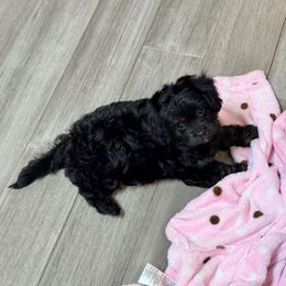 Video Tara - Black and tan female Cavapoo puppy in Eatonton, Georgia from TNT Puppies