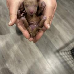 Poodle Puppies from Segovia Pups