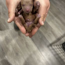 Poodle Puppies from Segovia Pups