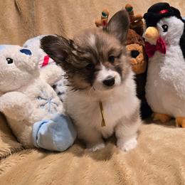 Noelle - Red female Pembroke Welsh Corgi puppy in Hebron, Kentucky from The Clever Corgi