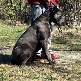 Neptune - Cane Corso