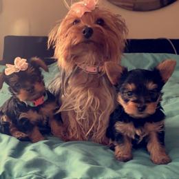 Pomeranian and Yorkshire Terrier Puppies from Melrey's paws