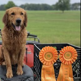 Golden Retrievers from Lincoln Kennels