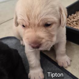 Tipton - Yellow male Labrador Retriever puppy in Greenwich, Ohio from Pure Gem Kennel