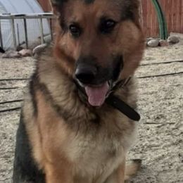 German Shepherds from Mgc Kennels