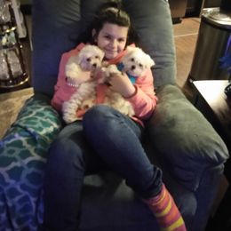 Maltese Puppies from Franny's Maltese Puppies