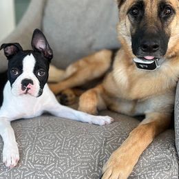 Boston Terrier Puppies from Bethelbreeders