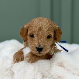 Blue collar FROSTY - Apricot male Goldendoodle puppy in Salem, Utah from Aspen Doodles
