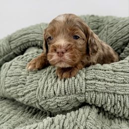 Lark - Merle female Cockapoo puppy in Beresford, South Dakota from DAKOTA DOOD RANCH