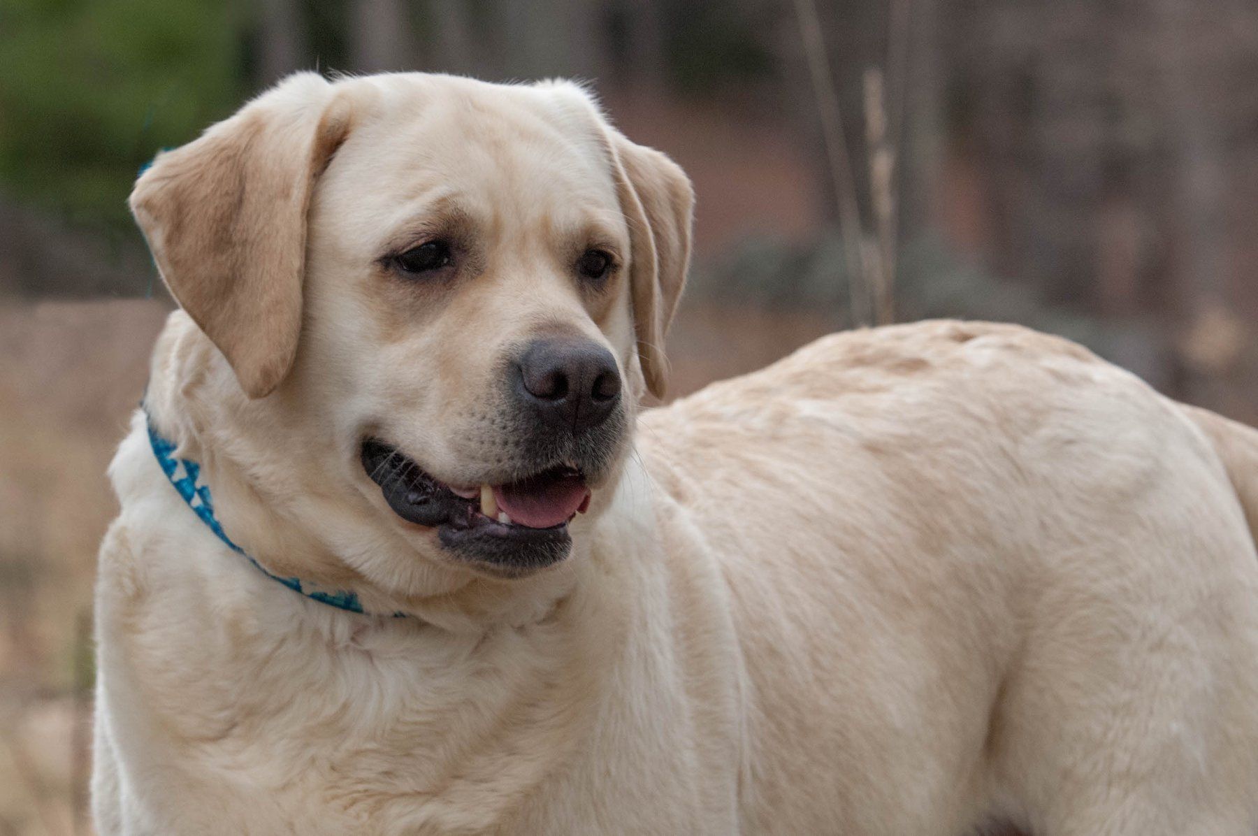 Hampshire store kennels labradors