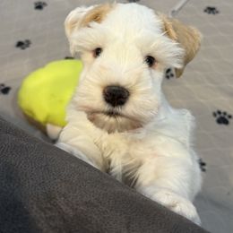 Red parti - Wheaten male Miniature Schnauzer puppy in Forest, Virginia from Prestige Kennel
