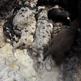 Bernedoodle, Goldendoodle, and Poodle Puppies from Poodle and Doodle Haven