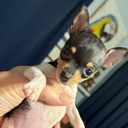 Baby B1B - White black and tan female Toy Fox Terrier puppy in Clermont, Florida from Debbie Hiles's Toy Fox Terriers