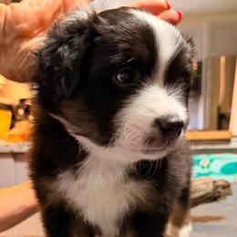 Green - Black tri male Miniature American Shepherd puppy in Rensselaerville, New York from Callen Kennels