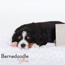 Bernedoodle Puppies from Bernedoodle Bliss