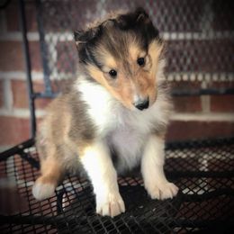 Collie Puppies from Quigley Farm Collies