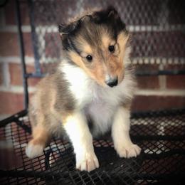 Collie Puppies from Quigley Farm Collies