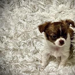 Boston Terrier and Chihuahua Puppies from Itty Bitty Boston & Chi Co