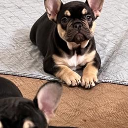 French Bulldog Puppies from Gichigami French Bulldogs