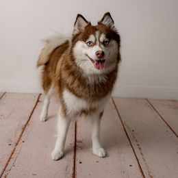 Aurora - Pomsky