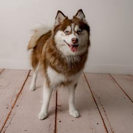 Aurora - Pomsky