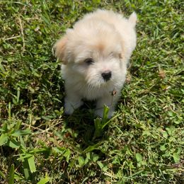 Rusty - Cream male Havanese puppy in Weeki Wachee, Florida from Fluffy Paws Puppies