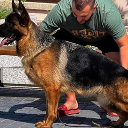 German Shepherds from Volhouden German Shepherds