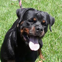 Roxana - Rottweiler