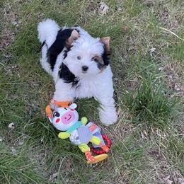 Biewer Terrier Puppies from My Beautiful Tribe