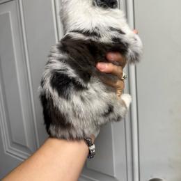 Cosmic crisp - Blue merle male Miniature Australian Shepherd puppy in Clarkesville, Georgia from North Georgia Gems
