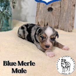 Cheech - Blue merle male Miniature Australian Shepherd puppy in Jaroso, Colorado from Heaven Sent Aussies