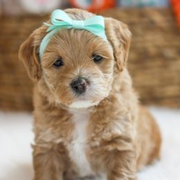 Blush - Buff female Cockapoo puppy in Mt Bethel, Pennsylvania from Stasia’s Cutiepoos