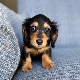 Poppy - Black and tan female Dachshund puppy in El Dorado Hills, California from Golden Hill Dachshunds