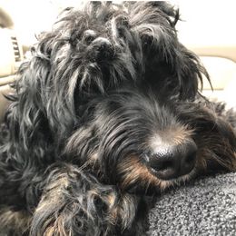 Bernedoodles from Sun Dog Farm