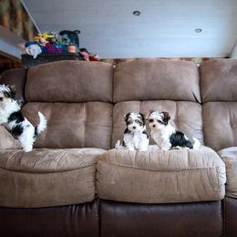 Biewer Terrier and White Shepherd Puppies from FairyHale Kennel
