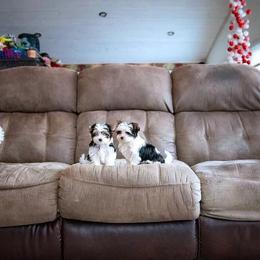 Biewer Terrier and White Shepherd Puppies from FairyHale Kennel