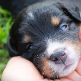 English Shepherd Puppies from Town & Country English Shepherds