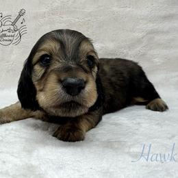 Hawk - Cream male Dachshund puppy in Pulaski, Tennessee from Billboard Doxies