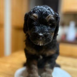 Texas - Tri-color male Bernedoodle puppy in Carlotta, California from Lost Coast Poodles and Doodles