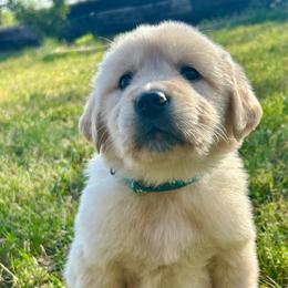 River - Light golden male Golden Retriever puppy in Doniphan, Missouri from Stockford’s Golden Retrievers