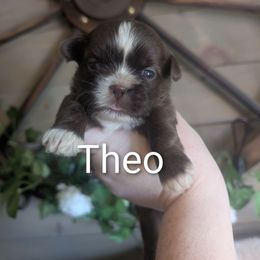 Theo - Liver and white male Shih Tzu puppy in Poultney, Vermont from Morgan's Shih Tzus