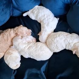 Maltipoo Puppies from Little Cupcakes and Little Punkins Maltipoos