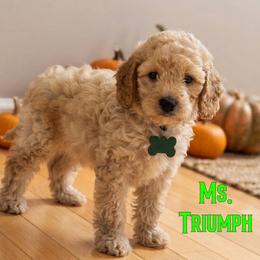 Ms. Triumph - Apricot female Cavapoo puppy in Sacramento, California from Dandy Doodles Goldendoodles