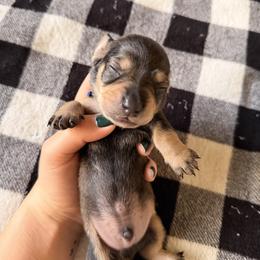 Male 5 (blue collar) - Wild boar and cream male Dachshund puppy in Modesto, California from Once Upon a Mini Dachshund